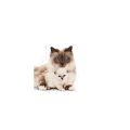 Royal Canin Anne ve Bebek Yavru Kedi Maması (4 kg)