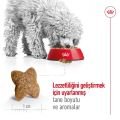 Royal Canin Küçük Irk Yetişkin Köpek Maması (2 kg)