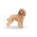 Royal Canin Poodle Köpek Yaş Mama (12 x 85 g)