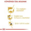 Royal Canin Poodle Köpek Yaş Mama (12 x 85 g)