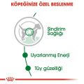 Royal Canin Küçük Irk Yetişkin Köpek Konserve Maması (12 x 85 g)